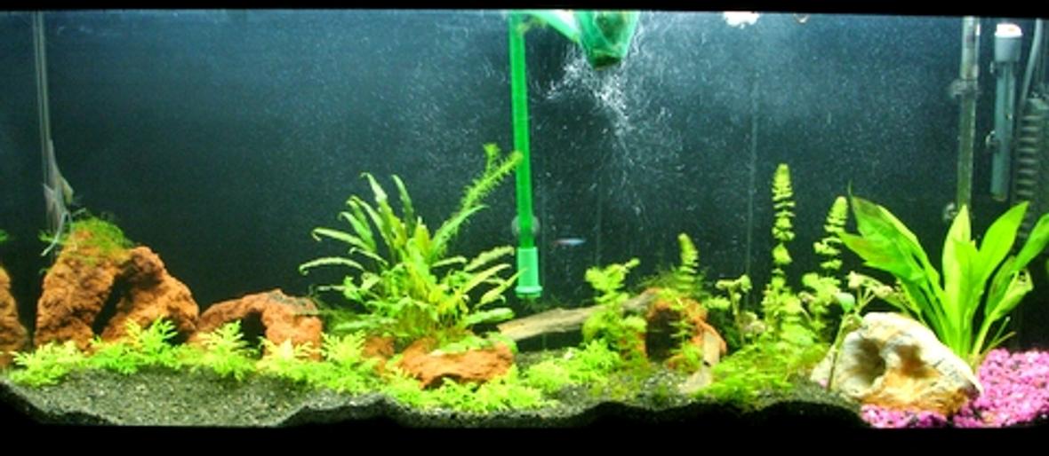 55 gallons planted tank (mostly live plants and fish) - 55 Gallon Freshwater Planted Tank