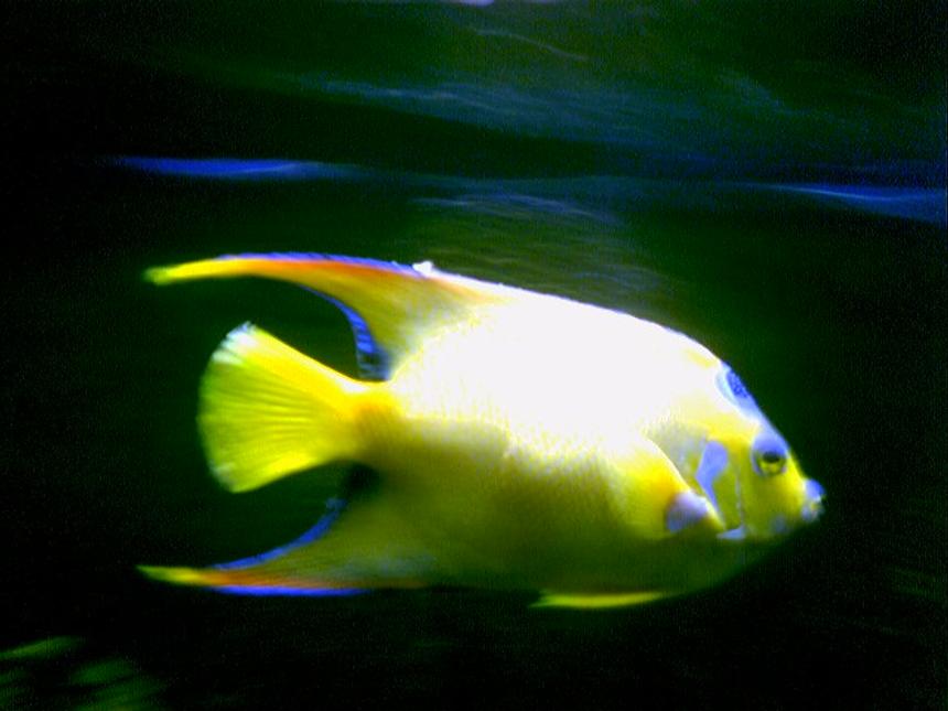 Rated #35: Saltwater Fish - Holacanthus Ciliaris - Queen Angelfish Stocking In 125 Gallons Tank - Queen Angel in my 125