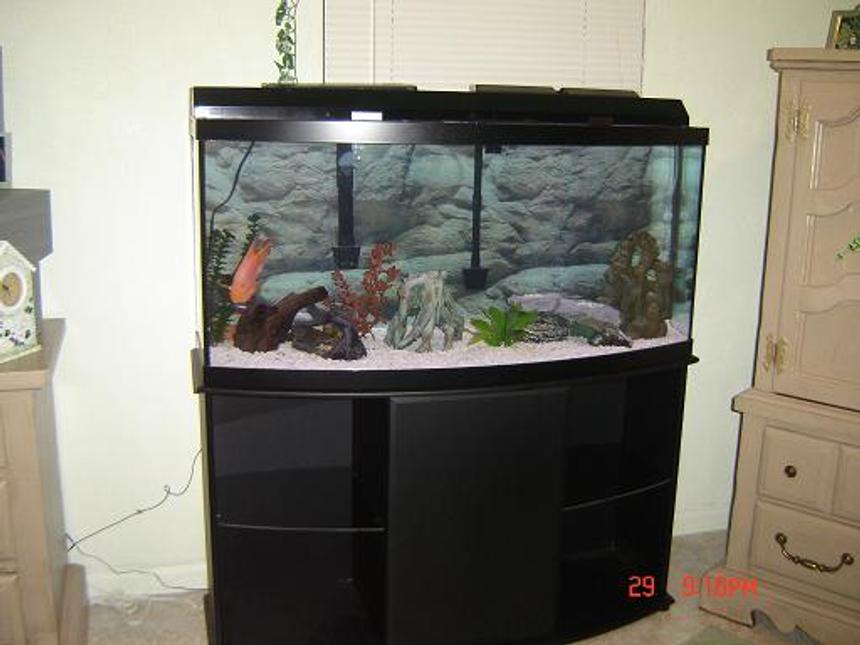 Rated #284: 72 Gallons Freshwater Fish Tank - My 72 gallon bowfront tank