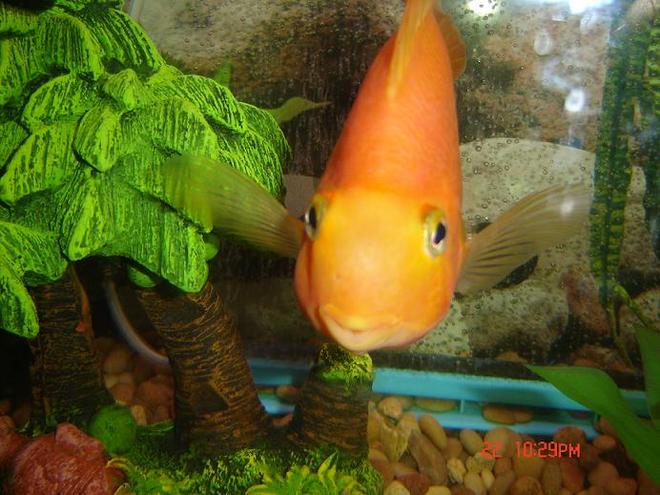 freshwater fish - heros severus x amphilophus citrinellum - blood parrot stocking in 72 gallons tank - My 10" BP