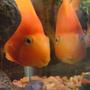 freshwater fish - heros severus x amphilophus citrinellum - blood parrot stocking in 72 gallons tank - Moby likes to look at himself =)
