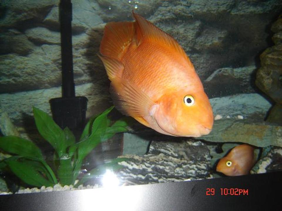 freshwater fish - heros severus x amphilophus citrinellum - blood parrot stocking in 72 gallons tank - Moby loves the camera!