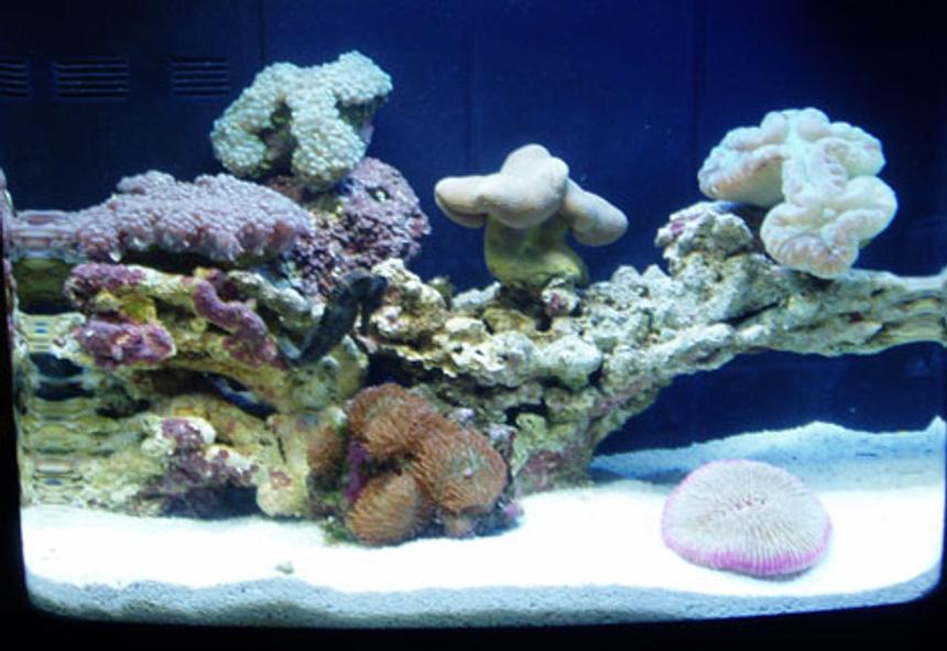 Rated #136: 12 Gallons Reef Tank - 12gal Aquapod with Pearl Bubble coral..plate coral..green frilly mushrooms...open brain coral,,and toadstool,,,