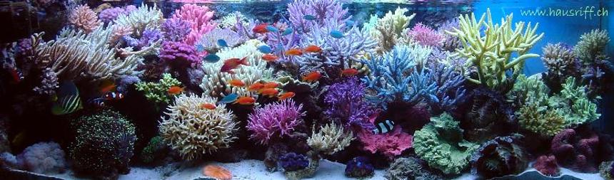 Rated #14: 210 Gallons Reef Tank - full view