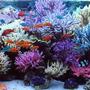 210 gallons reef tank (mostly live coral and fish) - full view