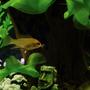 freshwater fish - papiliochromis ramirezi - german gold ram stocking in 55 gallons tank - This is one of my Golden Rams...