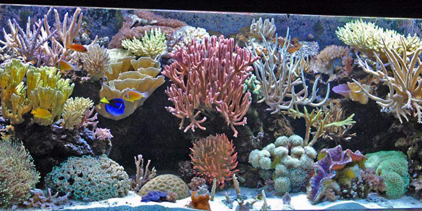 Rated #36: 225 Gallons Reef Tank - My 225 gallon SPS dominated Mixed Reef