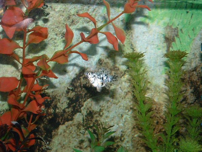 freshwater fish - poecilia latipinna - dalmatian molly stocking in 30 gallons tank - Dalmation Balloon Molly