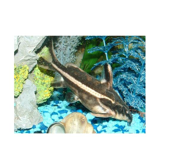 freshwater fish - platydoras costatus - striped raphael catfish stocking in 30 gallons tank - Striped Raphael Catfish