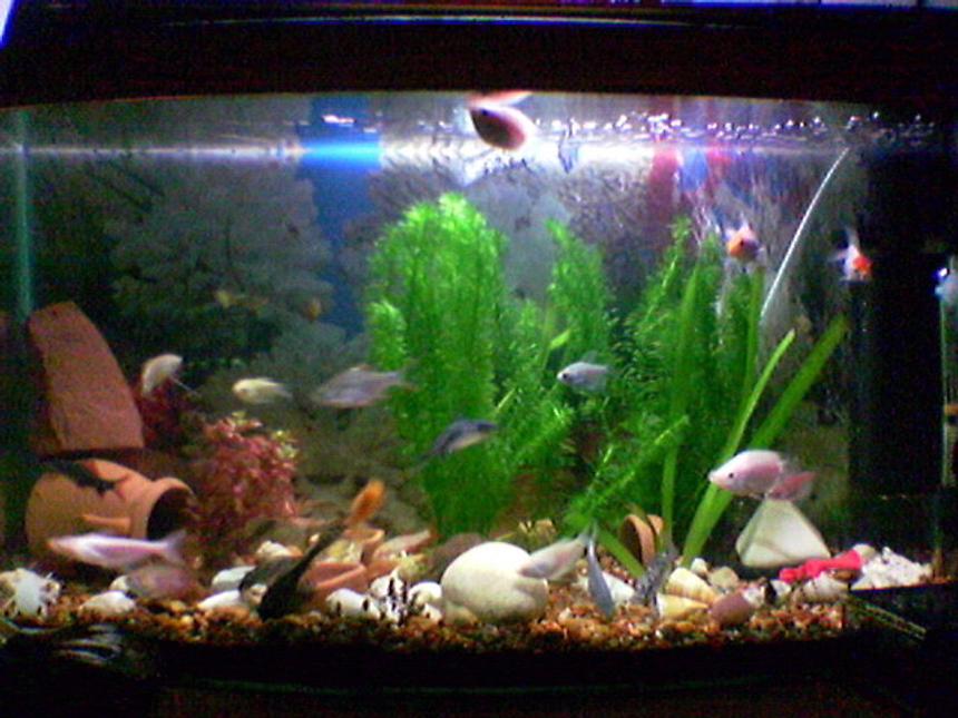 Rated #340: 20 Gallons Freshwater Fish Tank - my tank! 20 gallons, not much but i love it!