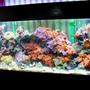 150 gallons reef tank (mostly live coral and fish) - my 150 gallon reef tank