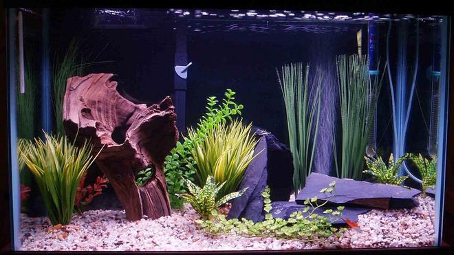 29 gallons freshwater fish tank (mostly fish and non-living decorations) - my 29 gal. community - just set this one up - 1 platy- 1 swordtail