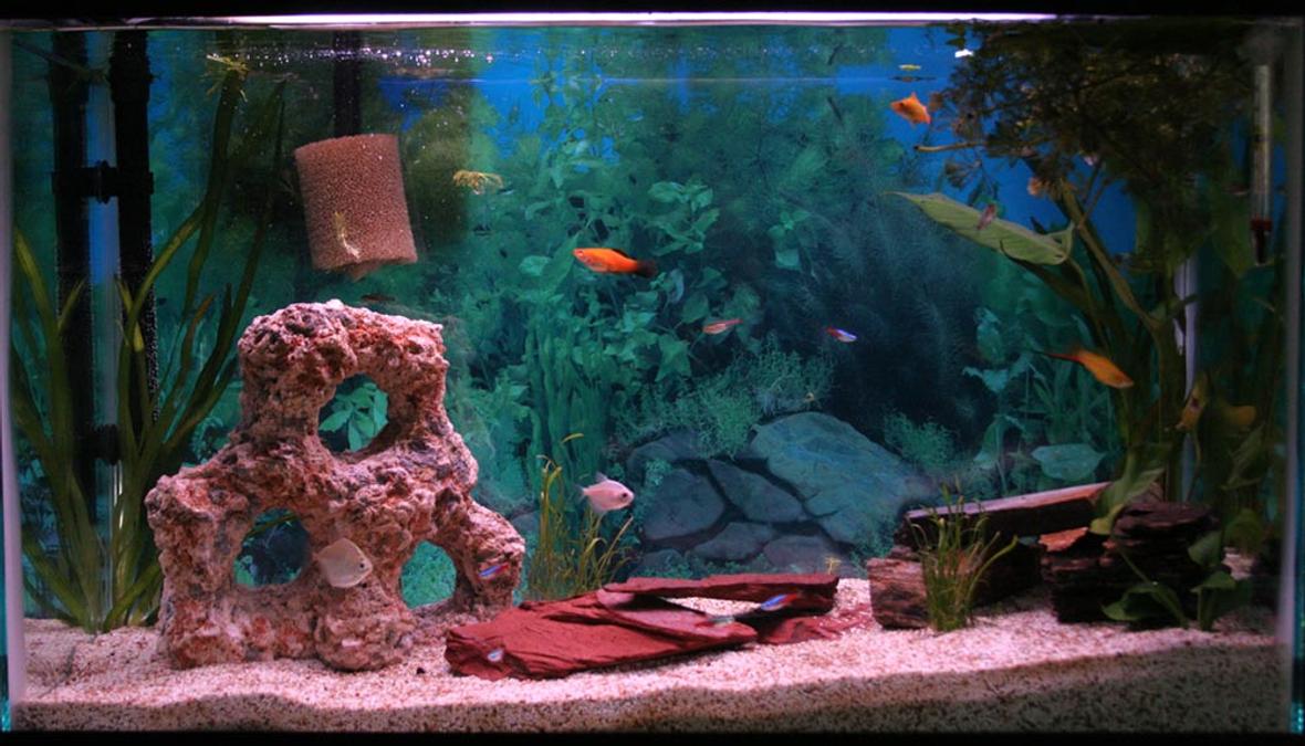 29 gallons freshwater fish tank (mostly fish and non-living decorations) - 29 gal freshwater (in) 30x12x19 eclipse filter not a bit of a clue on the lighting stealth heater random thermometer month old tank