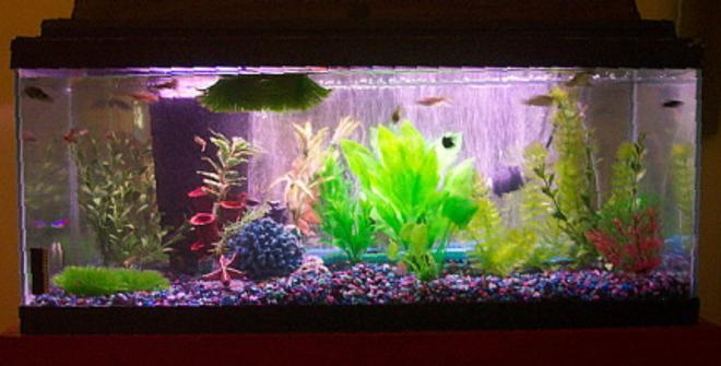 freshwater fish tank (mostly fish and non-living decorations) - 20g long tank