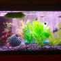 freshwater fish tank (mostly fish and non-living decorations) - 20g long tank