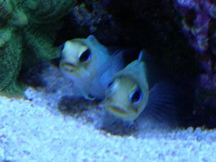 saltwater fish - opistognathus aurifrons - jawfish, yellowhead stocking in 450 gallons tank - -TWO JAWS-