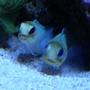 saltwater fish - opistognathus aurifrons - jawfish, yellowhead stocking in 450 gallons tank - -TWO JAWS-