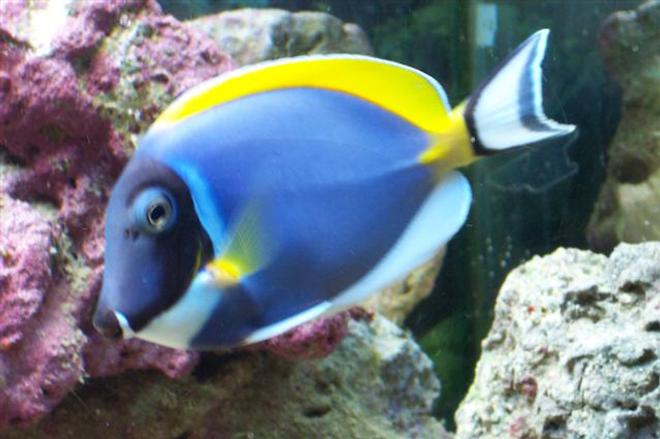 saltwater fish - acanthurus leucosternon - powder blue tang stocking in 75 gallons tank - one of my powder blue tangs