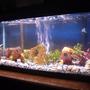 30 gallons freshwater fish tank (mostly fish and non-living decorations) - 02-28-06