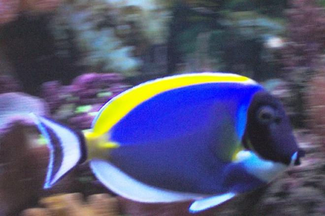 saltwater fish - acanthurus leucosternon - powder blue tang stocking in 75 gallons tank - this is my other powder blue tang