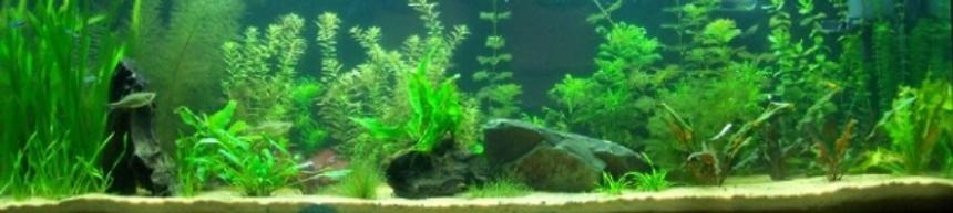 Rated #49: 55 Gallons Planted Tank - Full front view 55 gal planted lo-tech tank.