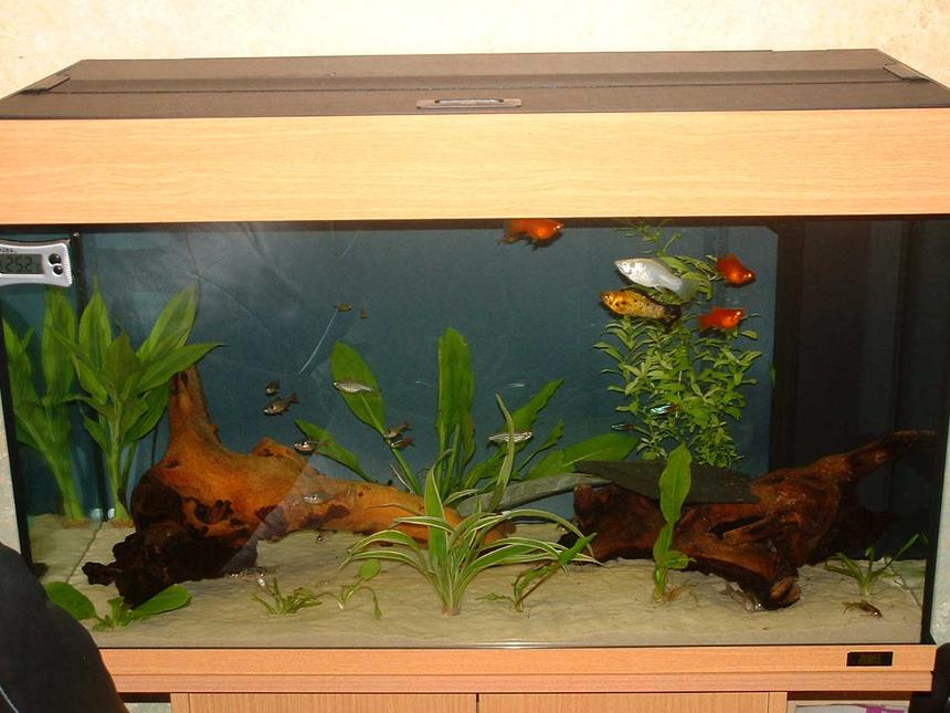 Rated #326: 33 Gallons Freshwater Fish Tank - 2.5ft long
27 uk gallon (33 US gallon) community tank
4 Neon Tetras, 3 Harelquin Rasboras, 3 Black Phantom Tetras, 5 X-Ray Tetras, 4 glowlight tetras, 3 bamboo/wood shrimp, 3 Mollies, 2 Otos, 2 Zebra Danios , 4 Bronze Corys, 3 Albino Corys,  3 Peppered Cory, 1 Panda Cory, 1 Whiptail catfish, 1 Apple Snail and 1 African Dwarf Frog.