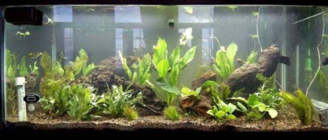 75 gallons planted tank (mostly live plants and fish) - 75 Galllon Planted 
5 Dwarf Hairgrass.
2 Anubias nana
1 Anubias bateri-Large
4 Amazon Sword-Large, Potted
4 Temple Narrow Leaf
4 Anacharis
1 Ruffle Plant-Medium
2 Madagascar Lace
1 Marble Queen Radican