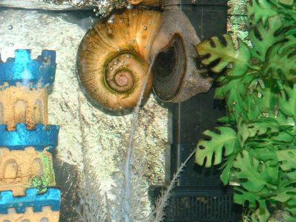 corals inverts - pomacea canaliculata - apple snail stocking in 30 gallons tank - This is my Apple Snail.  She is eating algea off of my filter.