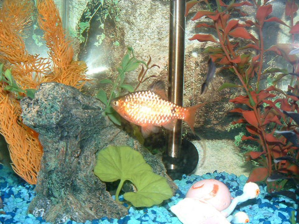 freshwater fish - barbus denisonii - denison barb stocking in 30 gallons tank - A brilliant shimmer from my Rosey Barb