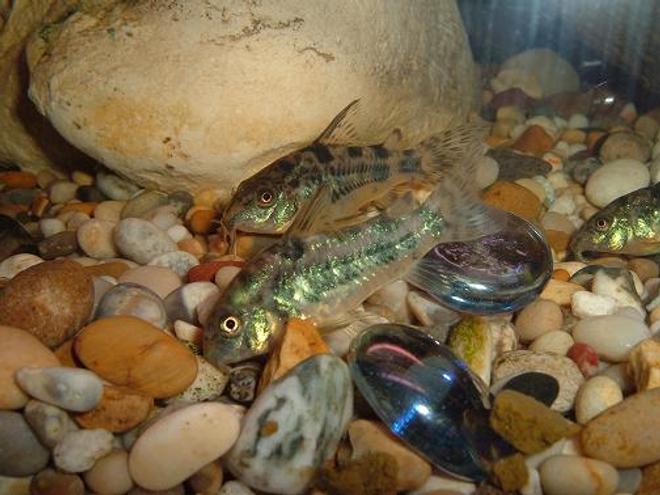 freshwater fish - corydoras paleatus - peppered cory cat stocking in 100 gallons tank - 2 peppered corys