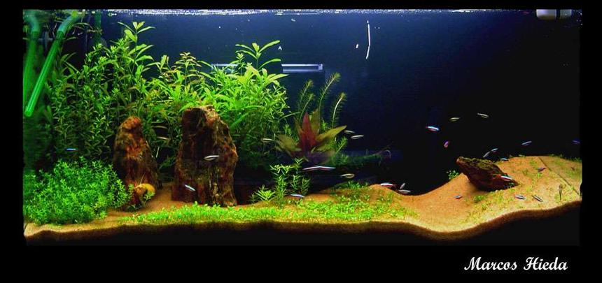 Rated #45: 52 Gallons Planted Tank - 2 months