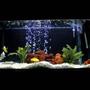50 gallons freshwater fish tank (mostly fish and non-living decorations) - cichlid tank