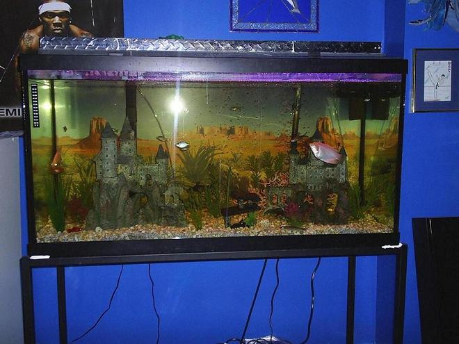 90 gallons freshwater fish tank (mostly fish and non-living decorations) - Front on view of my 90 Gallon tank.