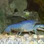 corals inverts - procambarus sp. - hammers cobalt blue lobster stocking in 90 gallons tank - Blue Lobster. Eventhough it's technically a crayfish because it's freshwater. Still a very vibrant coloured creature.