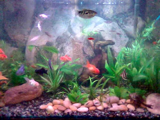 40 gallons freshwater fish tank (mostly fish and non-living decorations) - 40 GALONS TANK