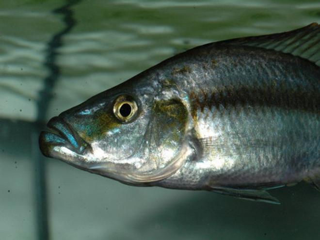 freshwater fish - dimidiochromis compressiceps - compressiceps cichlid stocking in 75 gallons tank - Didimichromis compressiceps-so called Malawi Eye Biter in my 55 gallon mixed Malawi tank. Young male