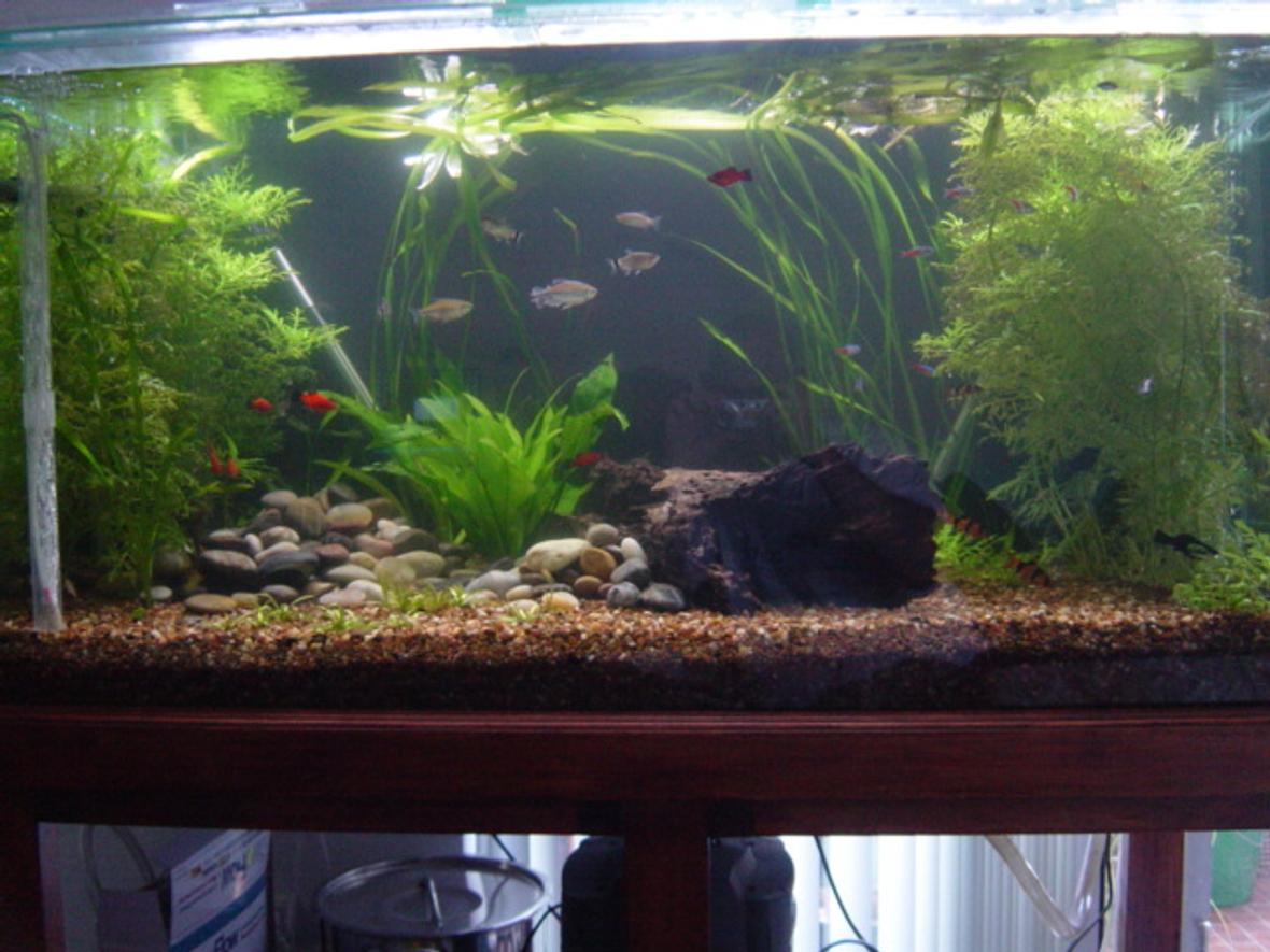120 gallons planted tank (mostly live plants and fish) - Just a basic set up at this stage. Later on once the aquarium settles in properly, shall fully plant out the tank for hiding spots for the fry.