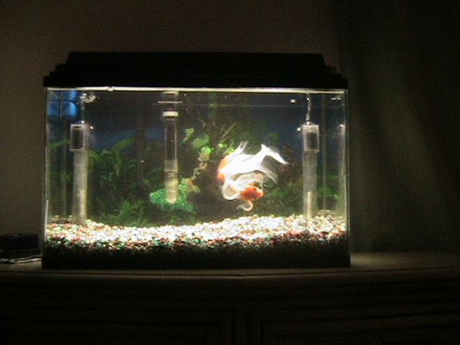 10 gallons freshwater fish tank (mostly fish and non-living decorations) - George, the family pet. He is a 6 year old Fancy tail Gold fish rescued from a pirana owner.
He is trained to eat from human hand and likes his belly rubbed.