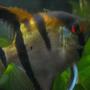 freshwater fish - pterophyllum scalare - angelfish stocking in 55 gallons tank - male angel