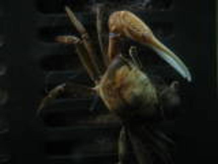 Rated #59: Corals Inverts - Uca Pugnax - Fiddler Crab Stocking In 55 Gallons Tank - male fiddler crab
