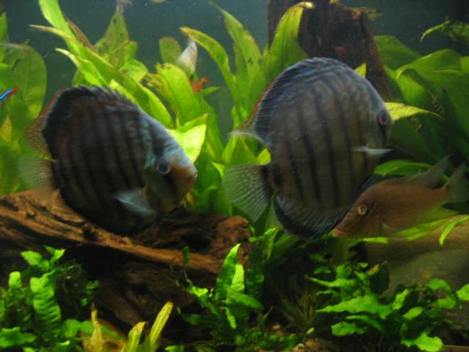 freshwater fish - symphysodon aequifasciata sp. - discus stocking in 55 gallons tank - discus