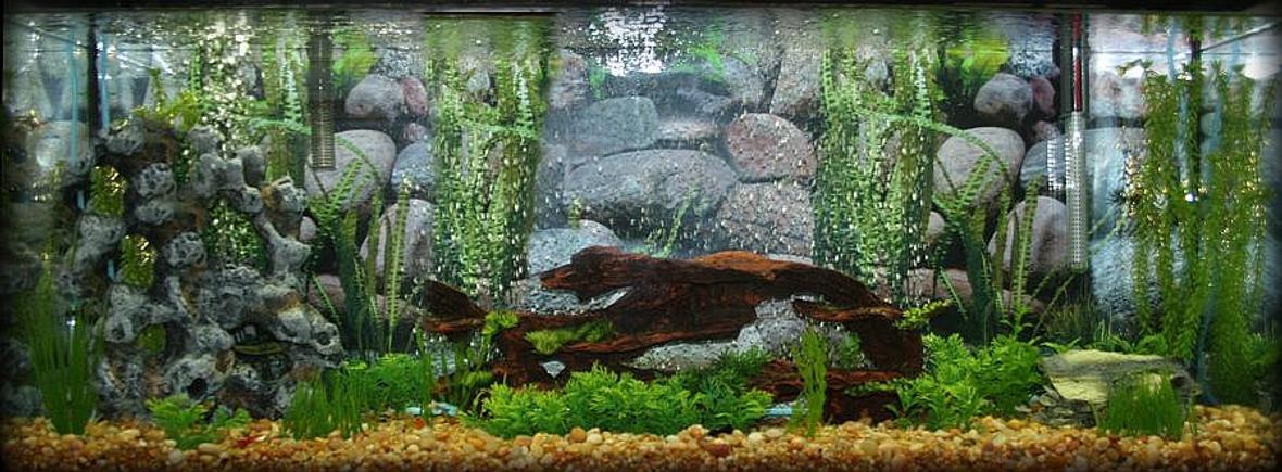 55 gallons planted tank (mostly live plants and fish) - My fish paradise :)