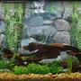 55 gallons planted tank (mostly live plants and fish) - My fish paradise :)