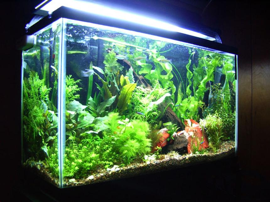 Rated #25: Planted Tank - my 29 gallon, soon to have discus, maybe..    130 watts, DIY co2.. woot.