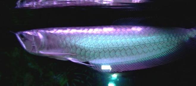 freshwater fish - osteoglossum bicirrhosum - silver arowana stocking in 125 gallons tank - my silver arowana showing its colors