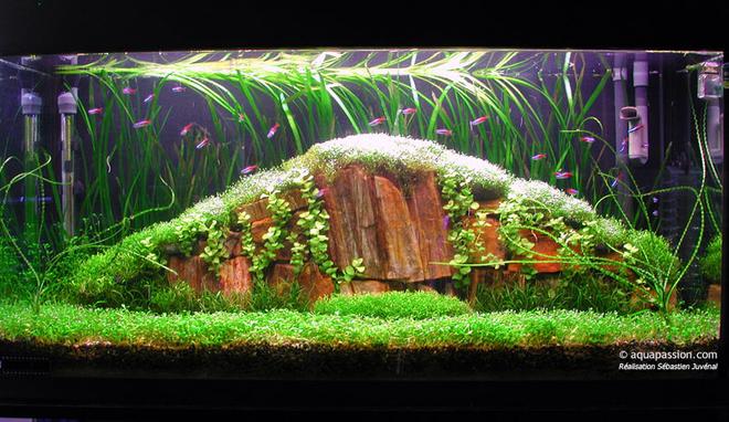 planted tank (mostly live plants and fish) - Tank 35 gall  
36X12X18
Light 4X30W 
Fluval 204
2XCO2 nutrafin
Special project for an amano style tank. . A great challenge.

Glossostigma, riccia fluitans, vallisneria spiralis, Lysicmachia aurea, lileaopsis novaezelandiae, Crinum calamistratum

Neon tetra, amano shrimp