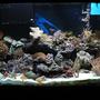 110 gallons reef tank (mostly live coral and fish) - reef tank