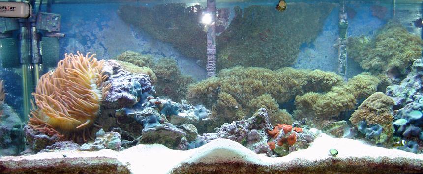 Rated #143: 75 Gallons Reef Tank - 75 gal saltwater