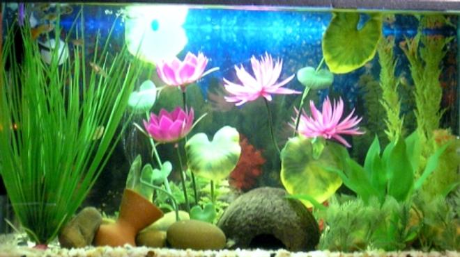 15 gallons freshwater fish tank (mostly fish and non-living decorations) - freshwater tank