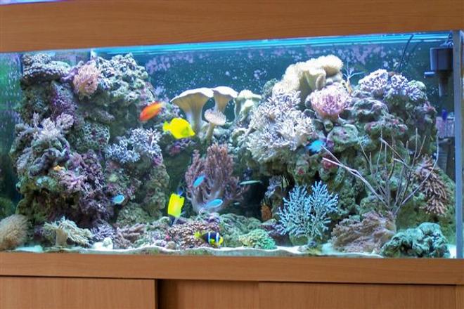 100 gallons reef tank (mostly live coral and fish) - my reef
